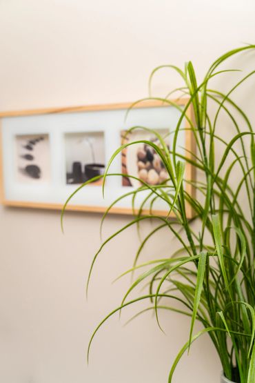 A plant and a picture frame