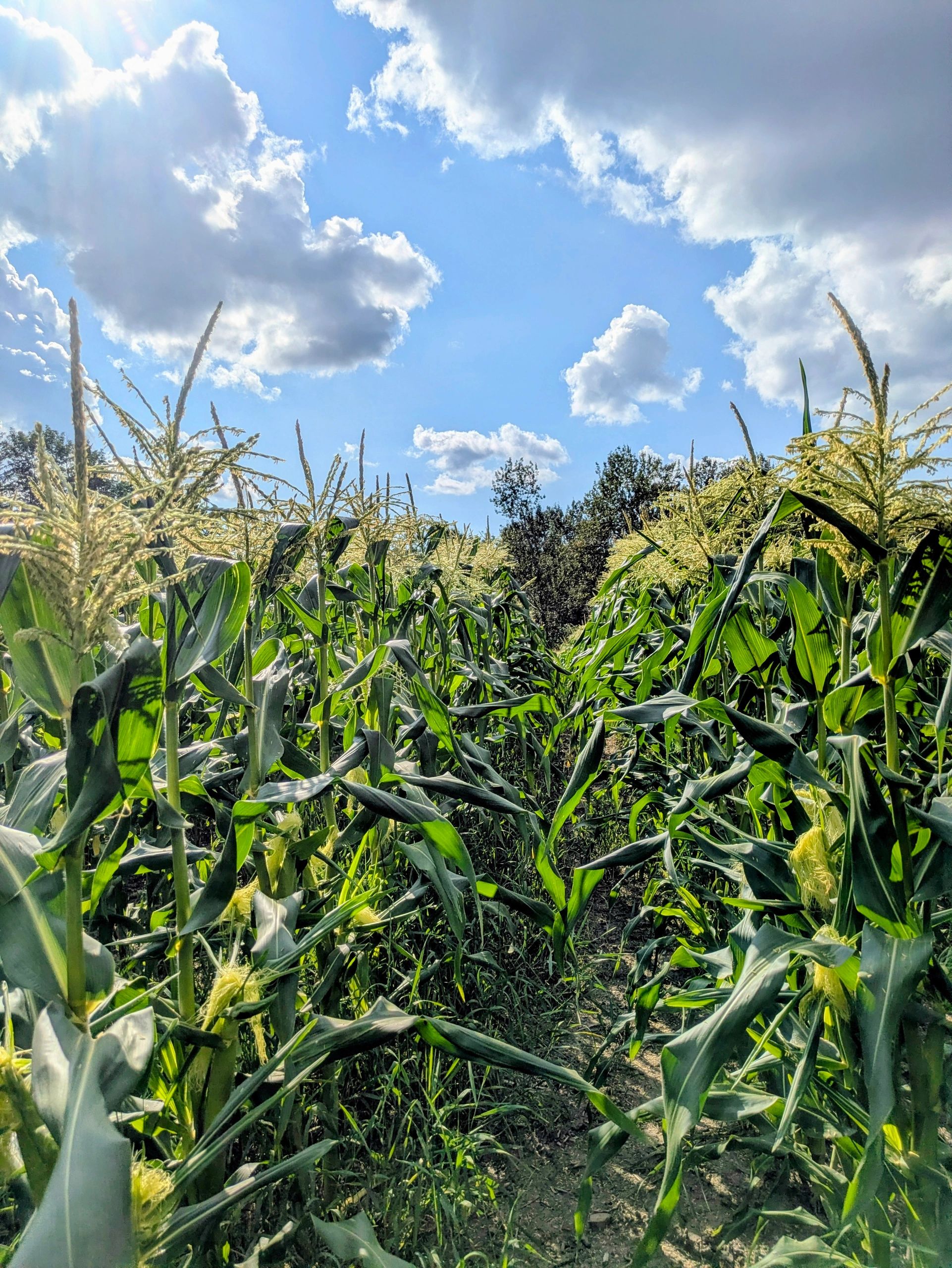 Lush cornfield under a bright sky with fluffy clouds.