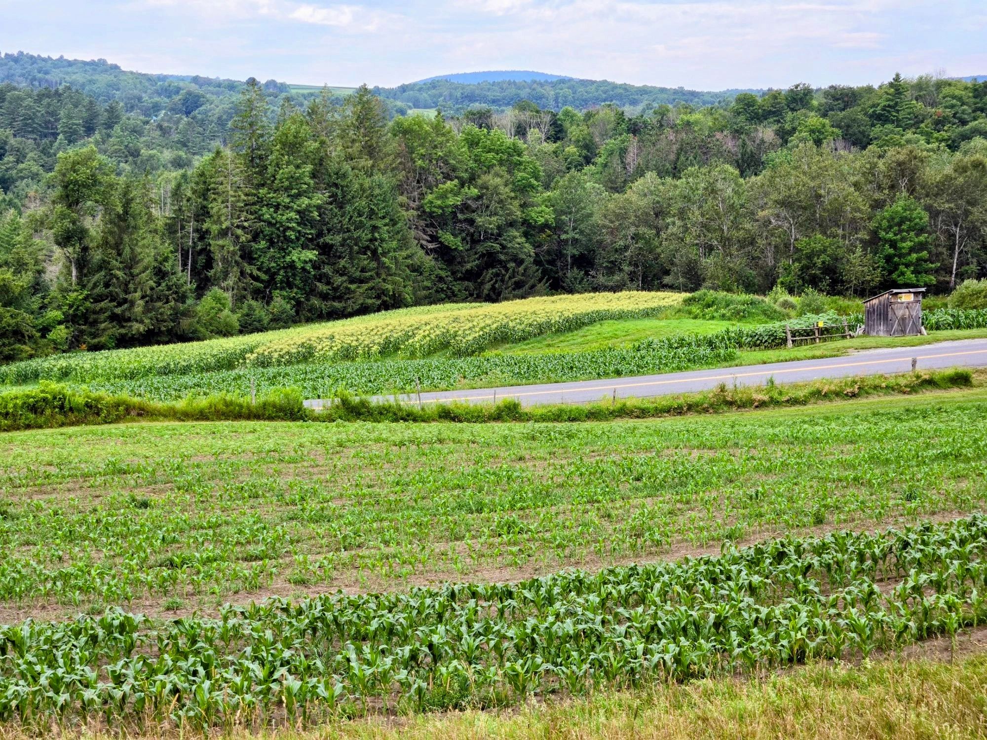2026 sweet corn image