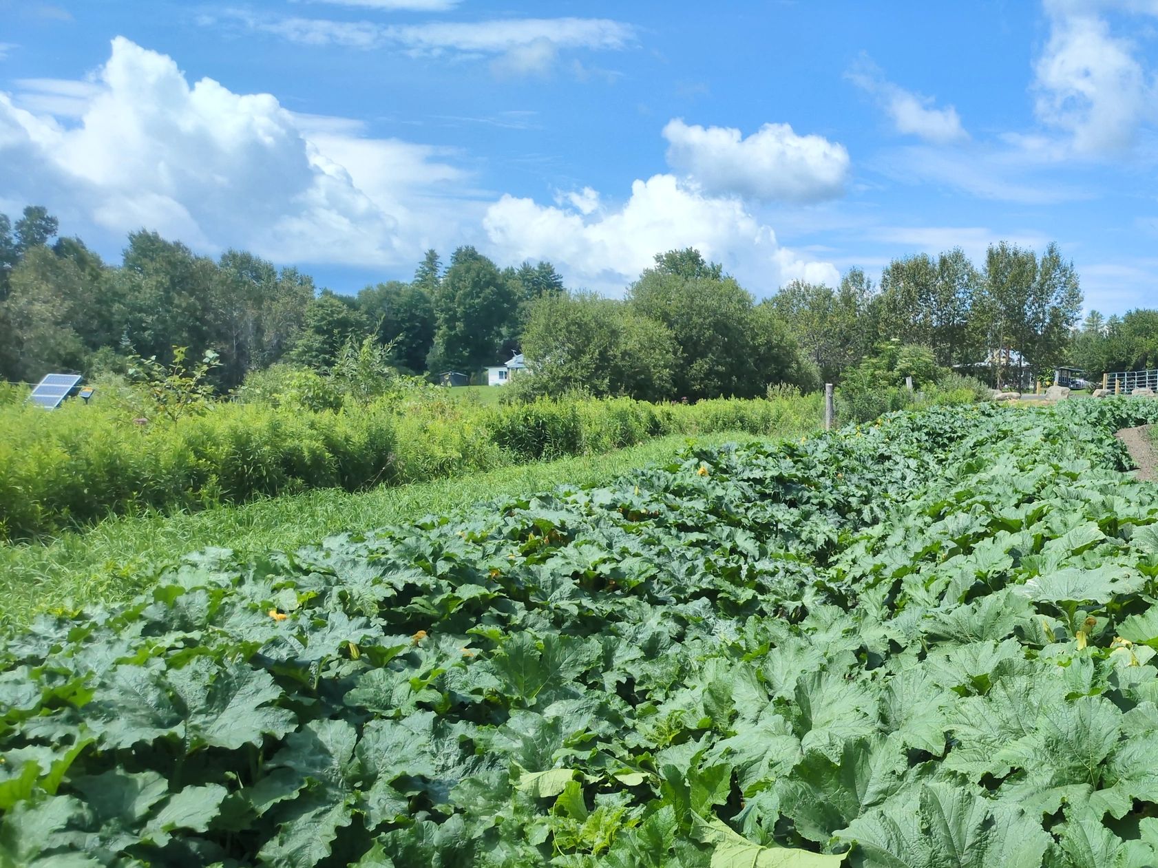 Lush green field under a blue sky with scattered clouds.