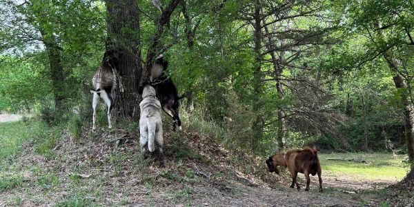 Three goats climbing a tree trunk, one grazing nearby.