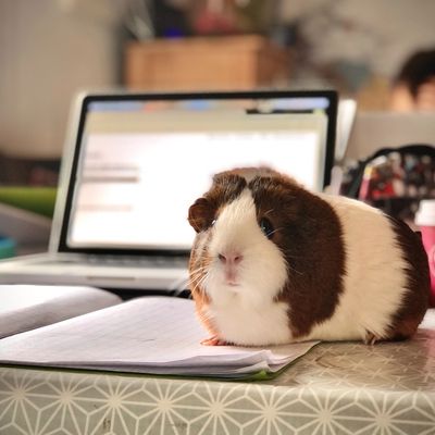 Guinea pig learning about veterinary medicine