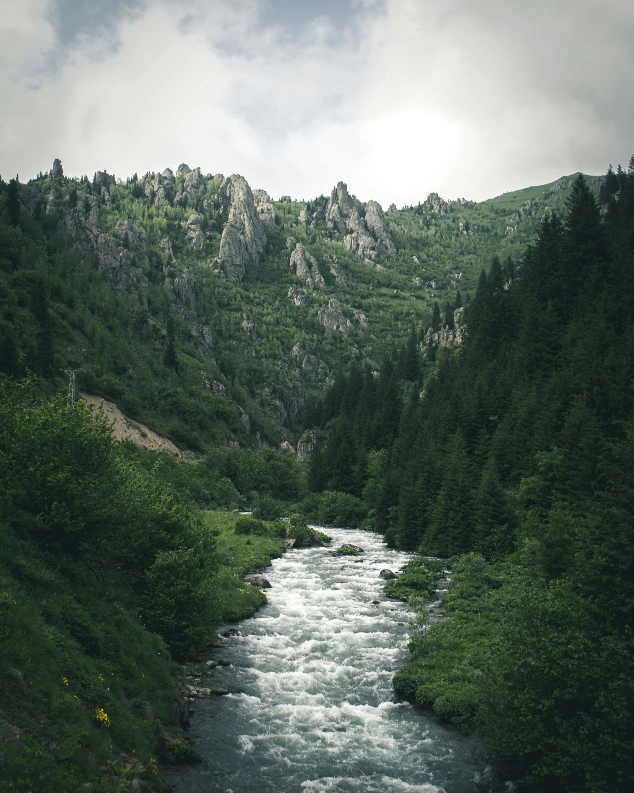 Photo by Emre Can Acer: https://www.pexels.com/photo/forest-photography-2189700/