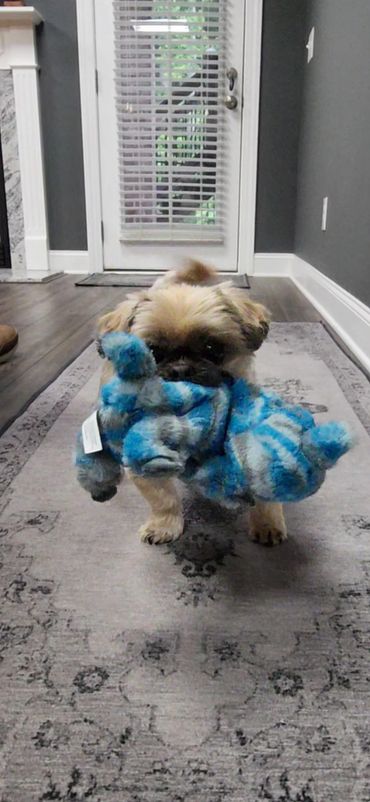 Small dog carrying a blue plush toy in its mouth indoors.