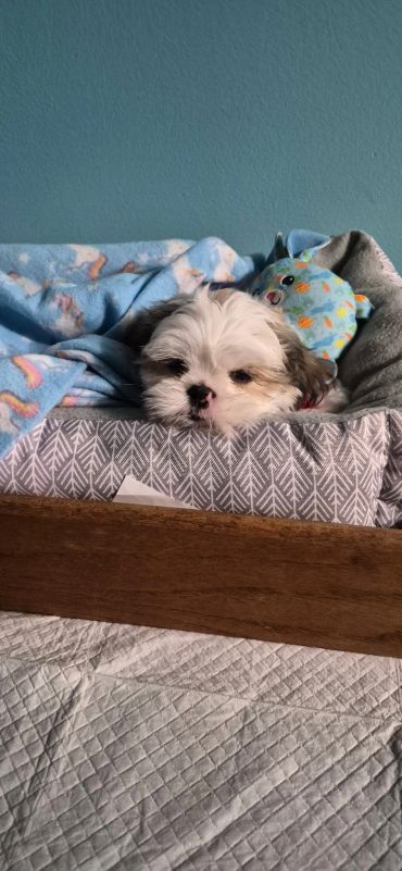 Small dog resting on a cozy bed with a blue blanket and stuffed toy.