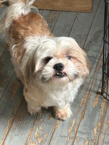 Small fluffy dog with white and brown fur looking up.