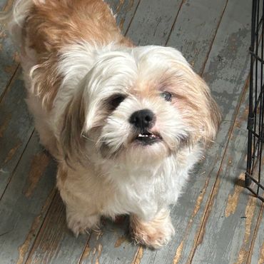 Small fluffy dog with white and brown fur looking up.