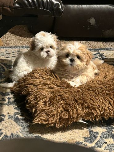 Two fluffy puppies resting on a brown plush cushion indoors.