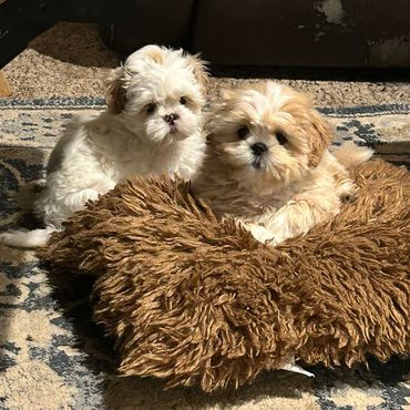 Two fluffy puppies resting on a brown plush cushion indoors.