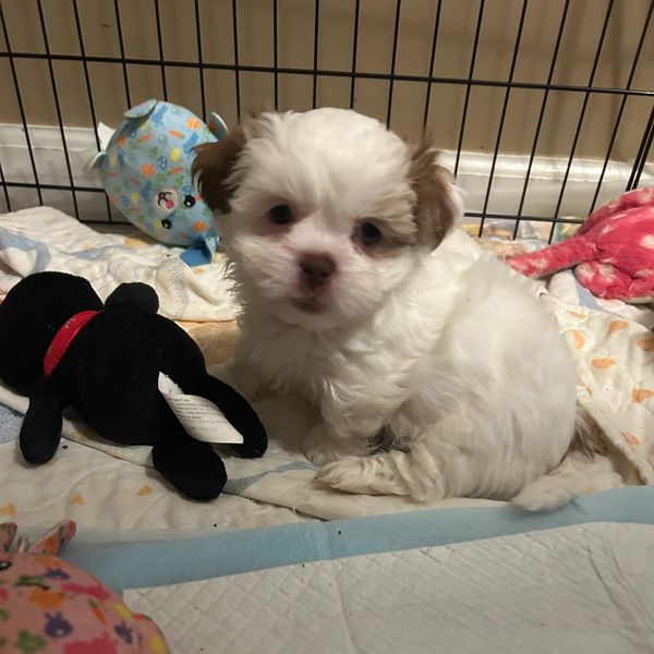7 week female