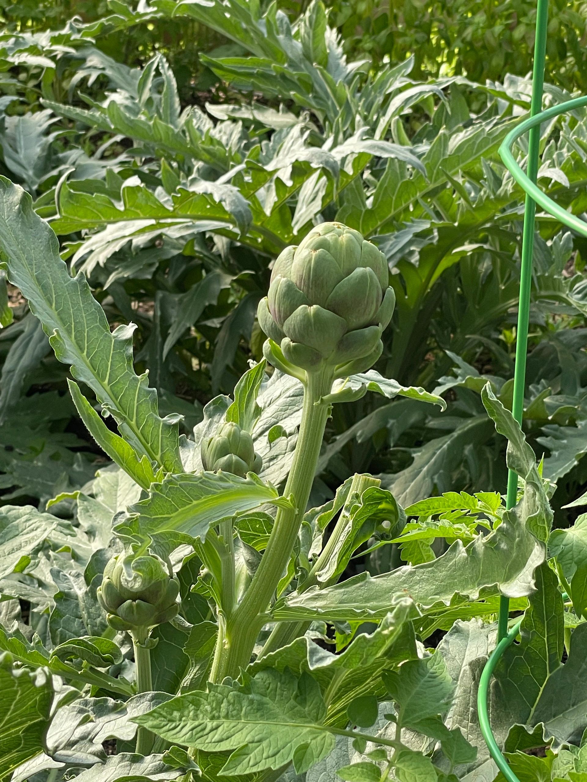 Tavor Artichokes