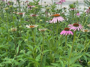 Echinacea