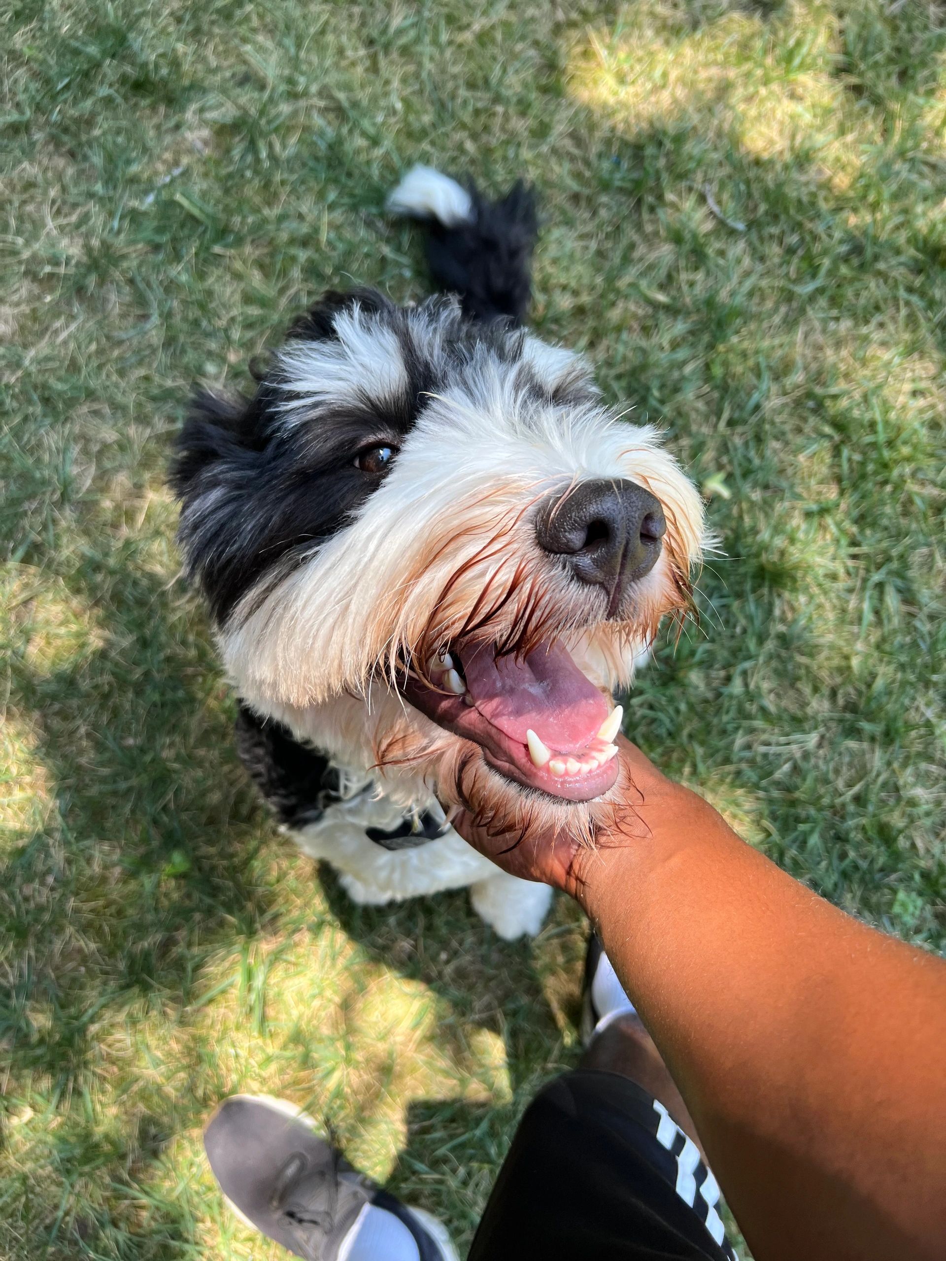 young-k9-dog-walking-dog-boarding-and-overnights