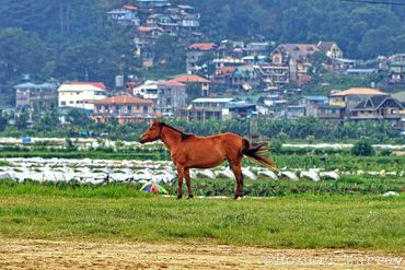 Lone horse in Baguio 