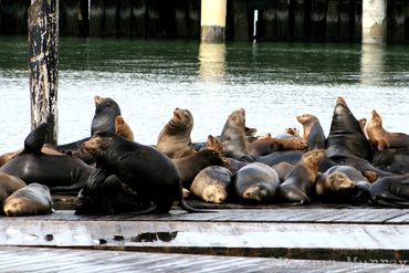 Sea lions on Pier 39