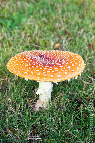 Orange Amanita