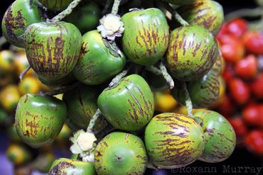 Green hanging fruit pods