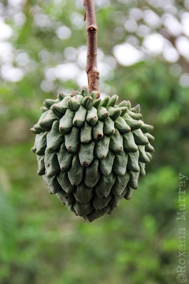 Unripe custard apple