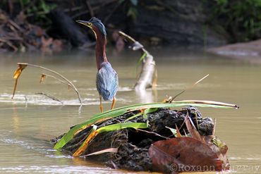 A water bird sits on an old log.