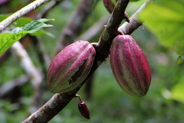 Cacao pods