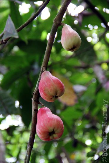 Water apple