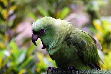 A mealy parrot opens its mouth and looks at the camera.