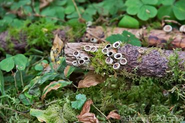 Round fungi on fallen log