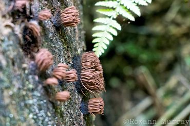 Stemonitis splendes // chocolate tube slime mold