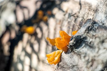 Orange fungus