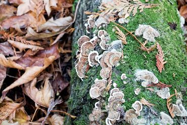 Turkey tail on a log