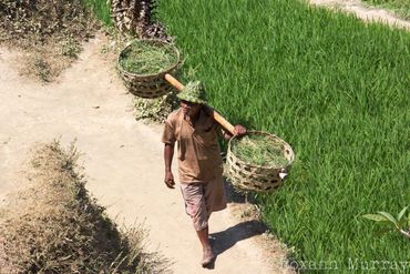 Rice farmer carrying his harvest
