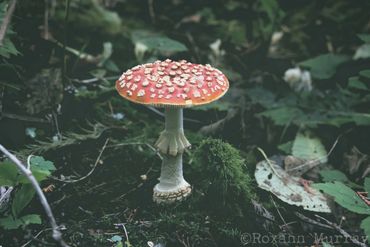 Amanita muscaria