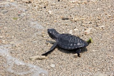 A one month old Olive Ridley goes to sea for the first time at a turtle conservation center in Bali.