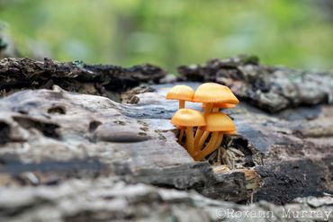 A cluster of mushrooms emerges through a log.