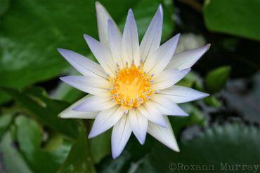 Purple water lily 