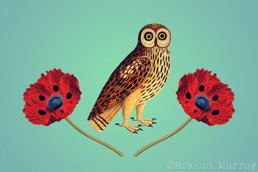 Owl and Poppies