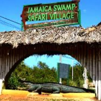 Entrance to Jamaica Swamp Safari Village with an alligator statue.