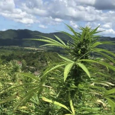 Tall green cannabis plants growing with hills and cloudy sky in the background.