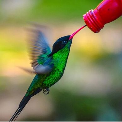 A vibrant green hummingbird drinks nectar from a red feeder.