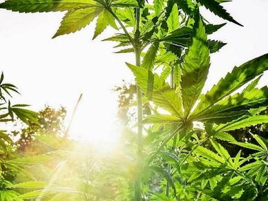 Sunlight filtering through cannabis leaves outdoors.