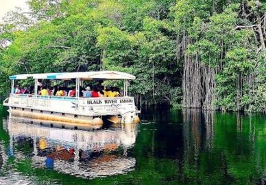 Boat tour on a calm river surrounded by dense green trees.