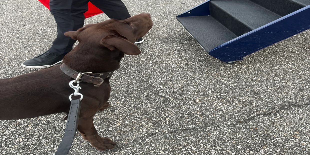 Sigma K9 detection dog performing explosive detection working in Long Island, NY.