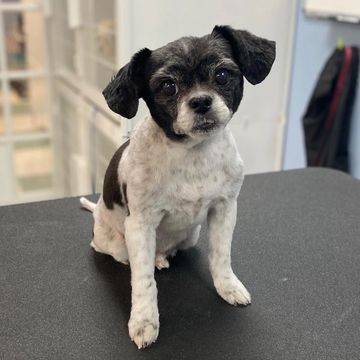 Small black and white dog sitting attentively on a dark surface indoors.