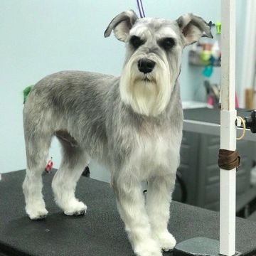 Well-groomed Schnauzer standing on a grooming table.