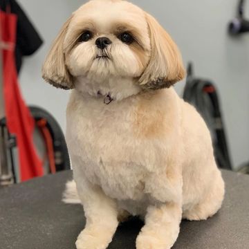 A fluffy, well-groomed small dog sitting on a grooming table.
