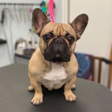 A French Bulldog with large ears sitting on a table indoors.