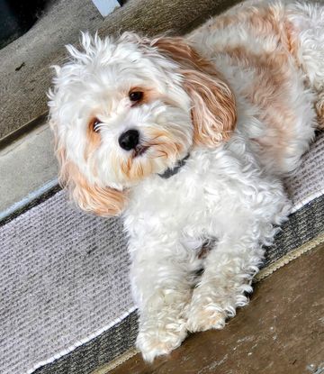 An adorable, fluffy designer pup enjoying a premium 30-minute staycation visit at home in Berea