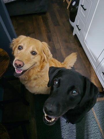 Two happy dogs enjoying a drop-in visit with Southwest Petsitting at home in Berea, Ohio.