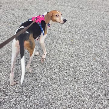 Kali the beloved rescue dog enjoying a premium 45-minute  midday dog walking visit