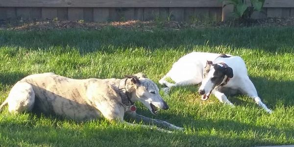 Two Greyhounds laying in the grass